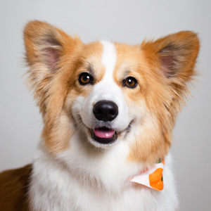 Pickle the corgi